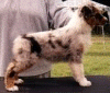 fancy7.gif (65066 bytes)